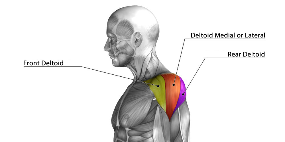 Left Lateral deltoid for SmO2 Placement